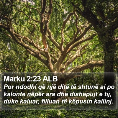 Marku 2:23 ALB Bible Verse Image