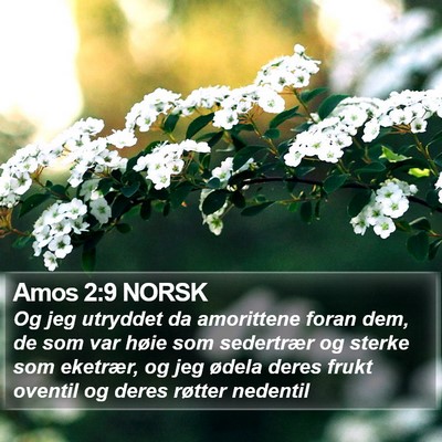 Amos 2:9 NORSK Bible Verse Image