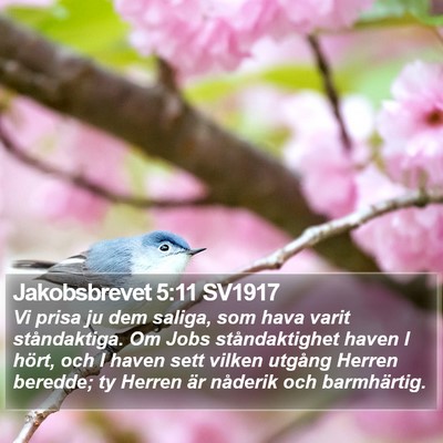 Jakobsbrevet 5:11 SV1917 Bible Verse Image